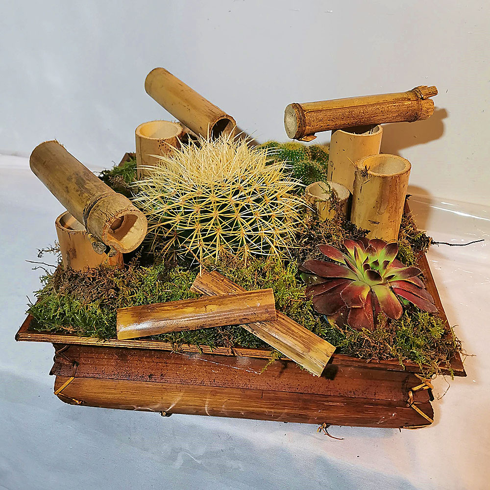Composición de plantas