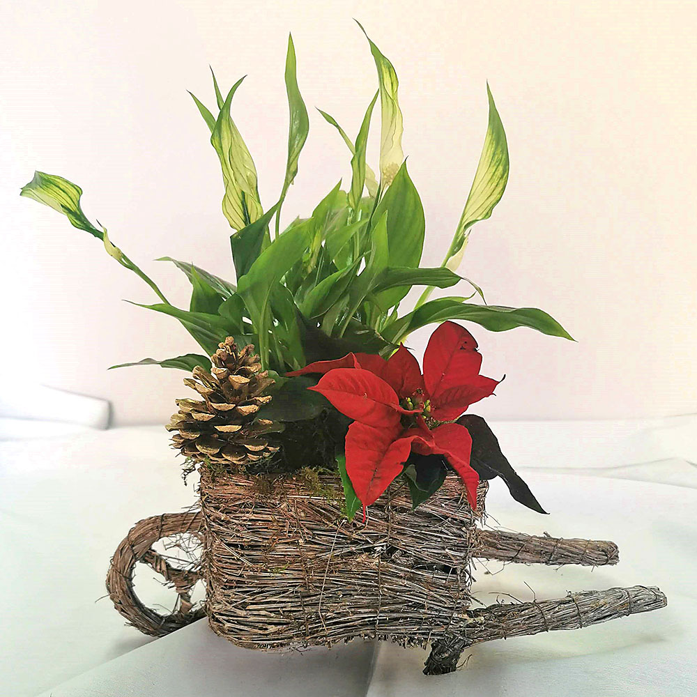 Composición de plantas