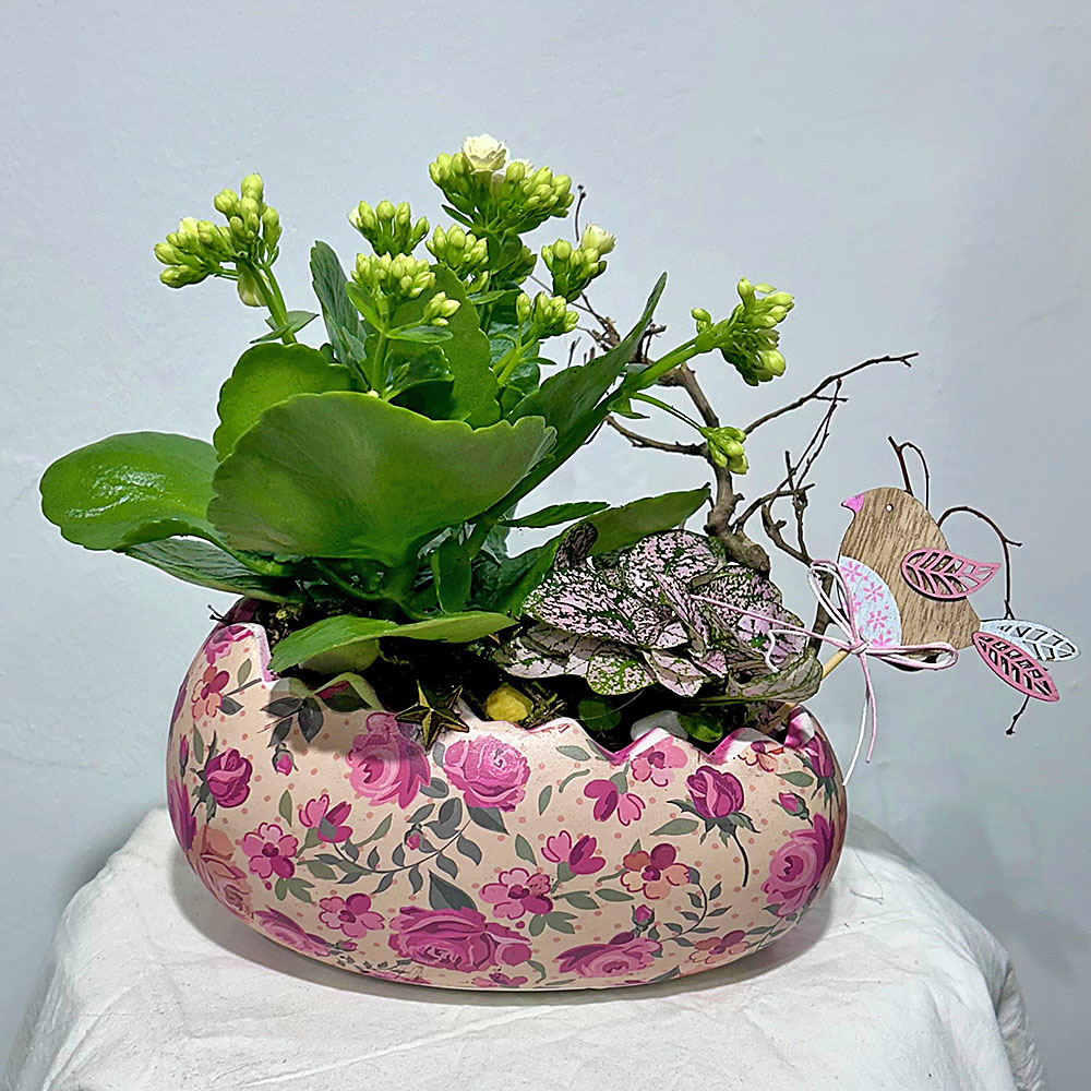 Composición de plantas