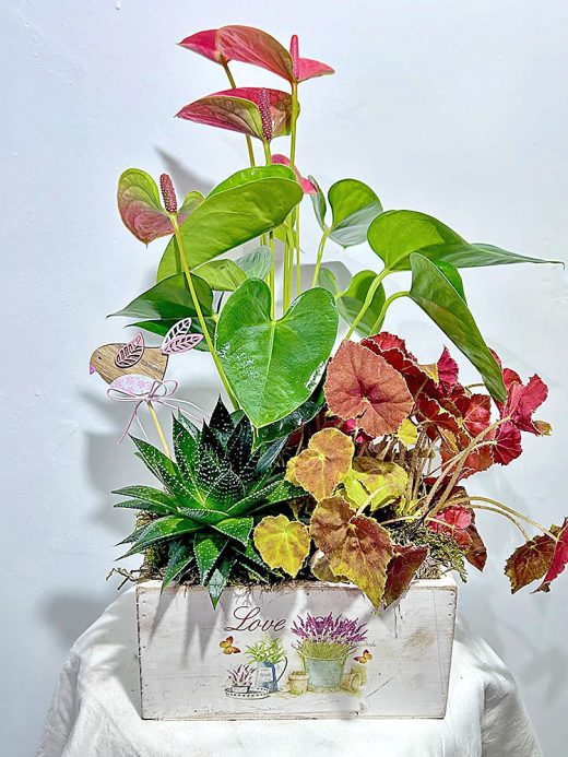 Composición de plantas