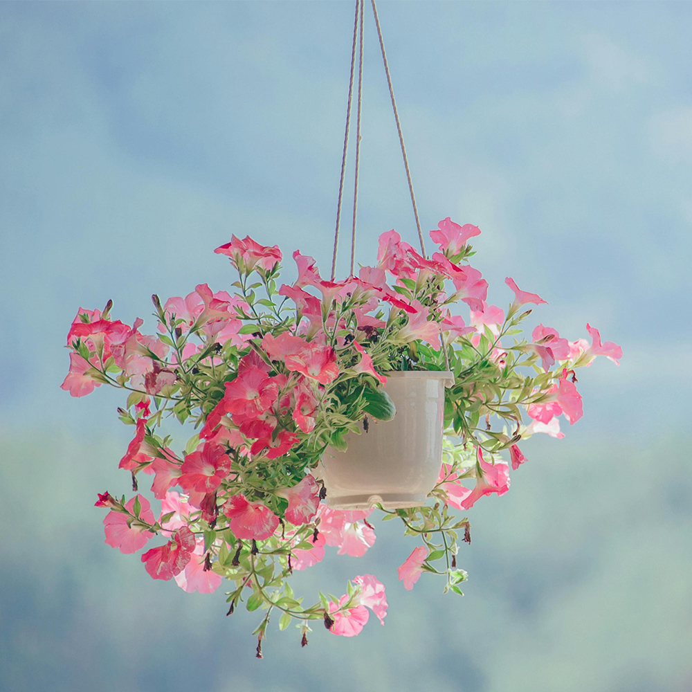 Plantas