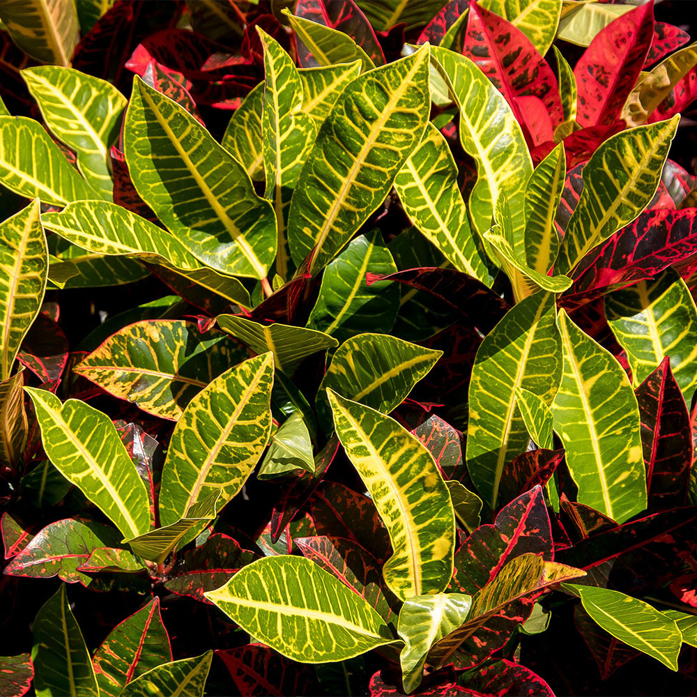 Plantas